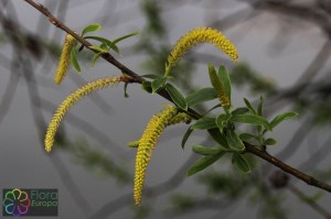 salix alba (1) (1200 x 800).jpg_product_product_product